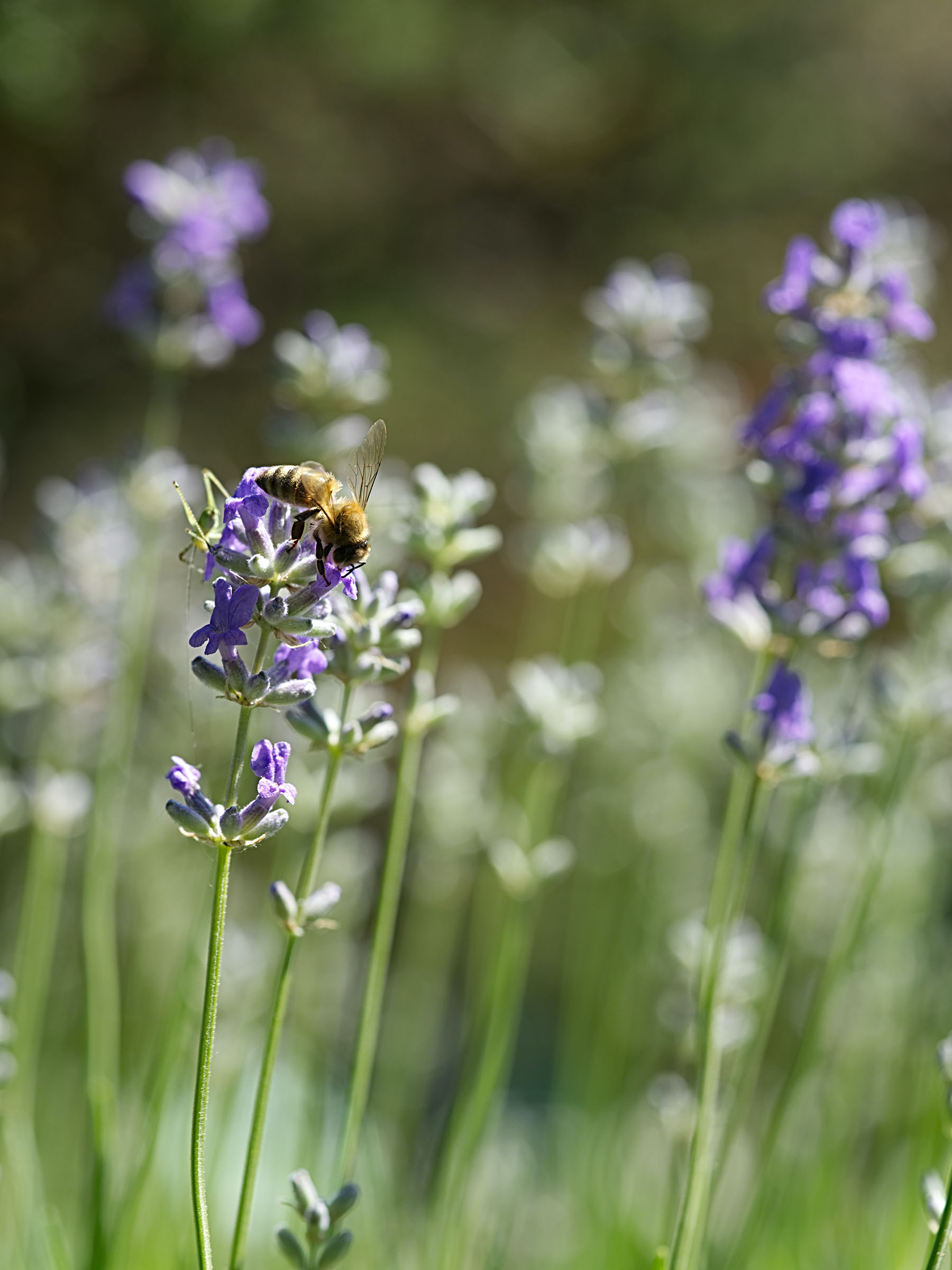 Biene auf einer Lavendelblüte
