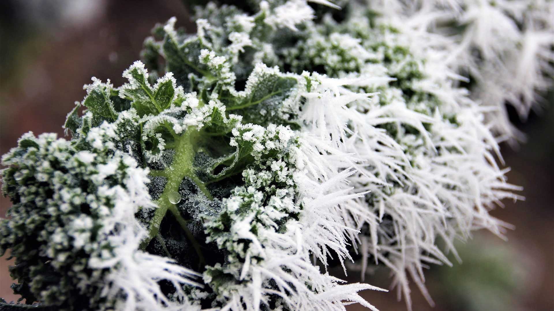 Federkohl mit Frost, Bild von martaposemuckel auf Pixabay