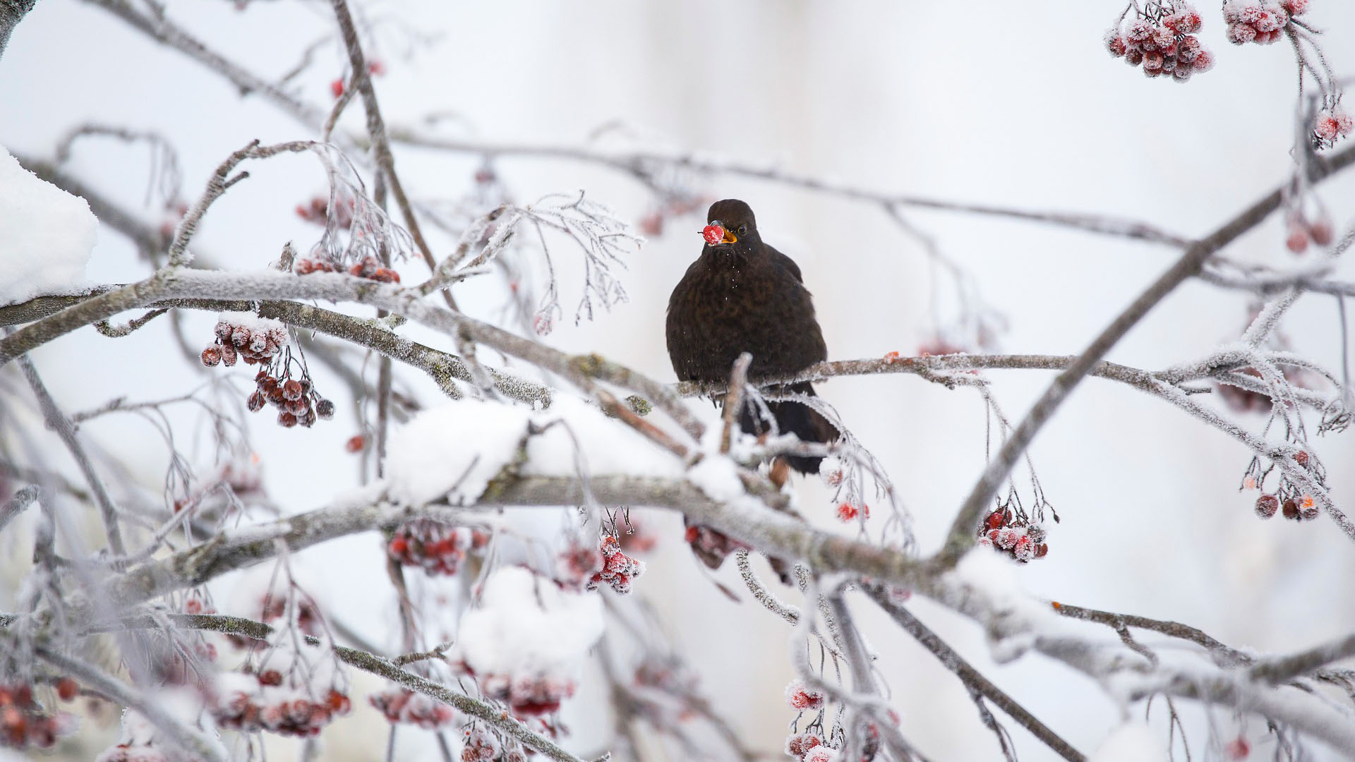Amsel auf einer Eberesche im Winter (Bild: PenjaK, pixabay.com)