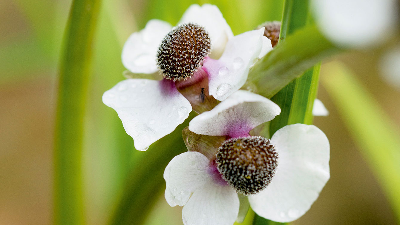 Blüte von Echtem Pfeilkraut Sagittaria sagittifolia, Bild: Benedikt Dittli