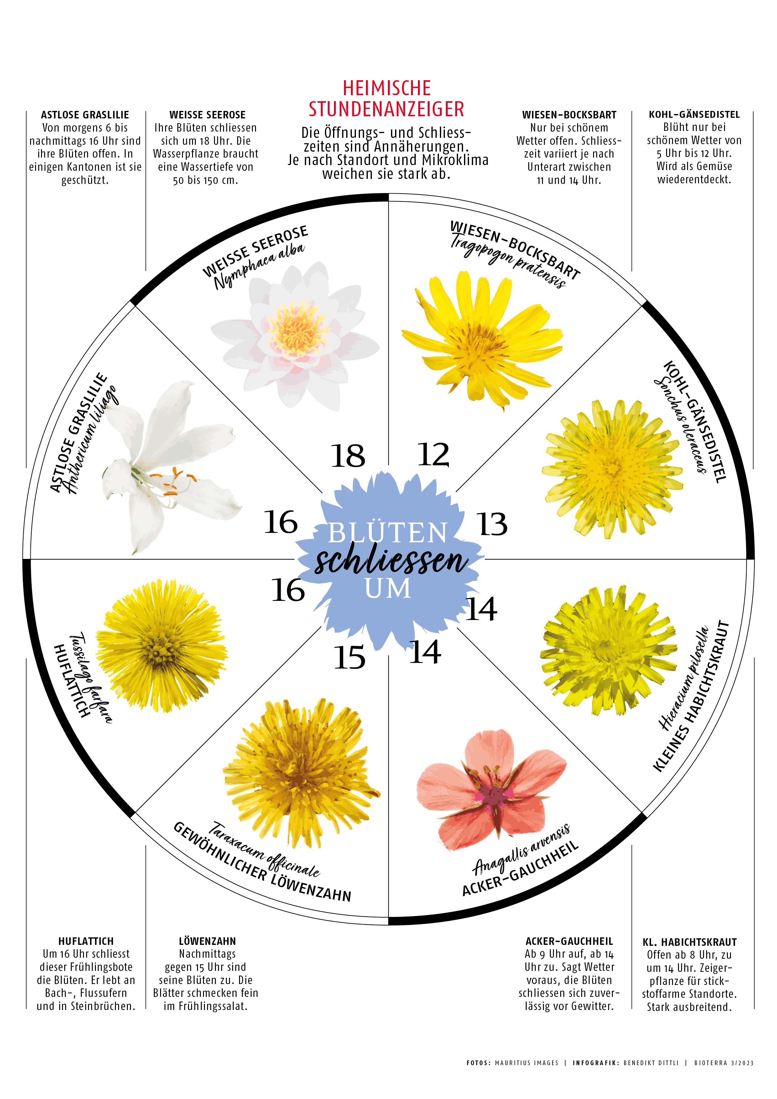Infografik Blüten öffnen um