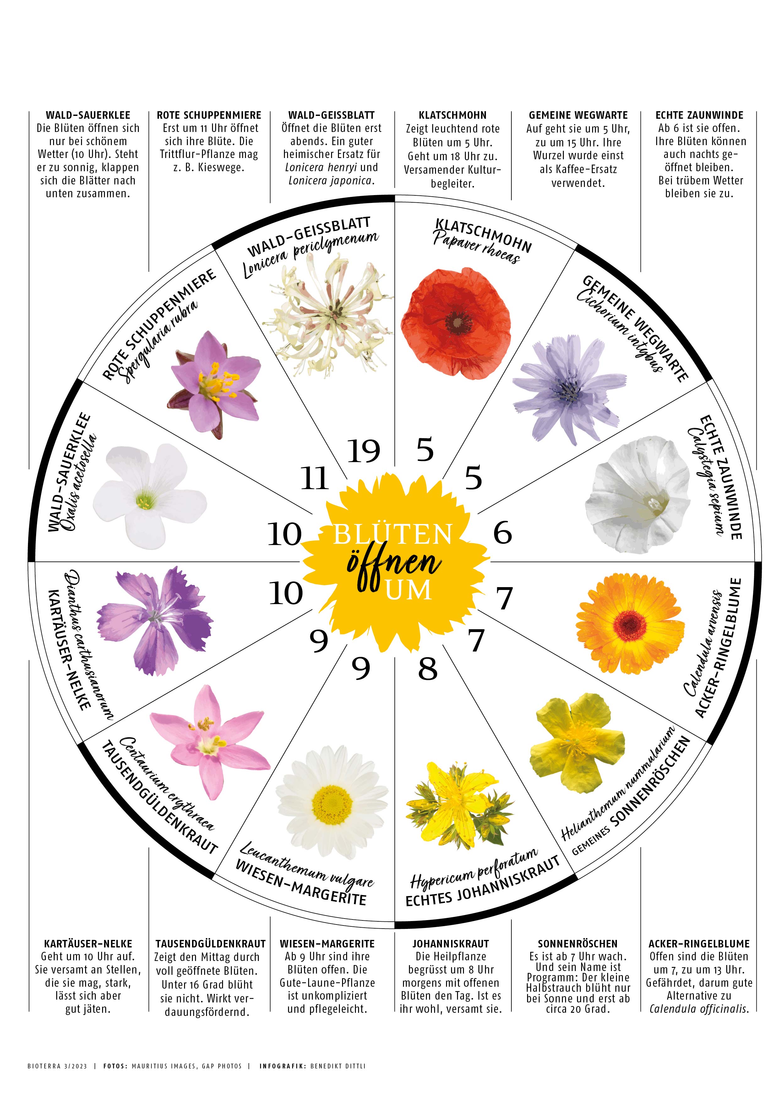 Infografik Blüten schliessen um