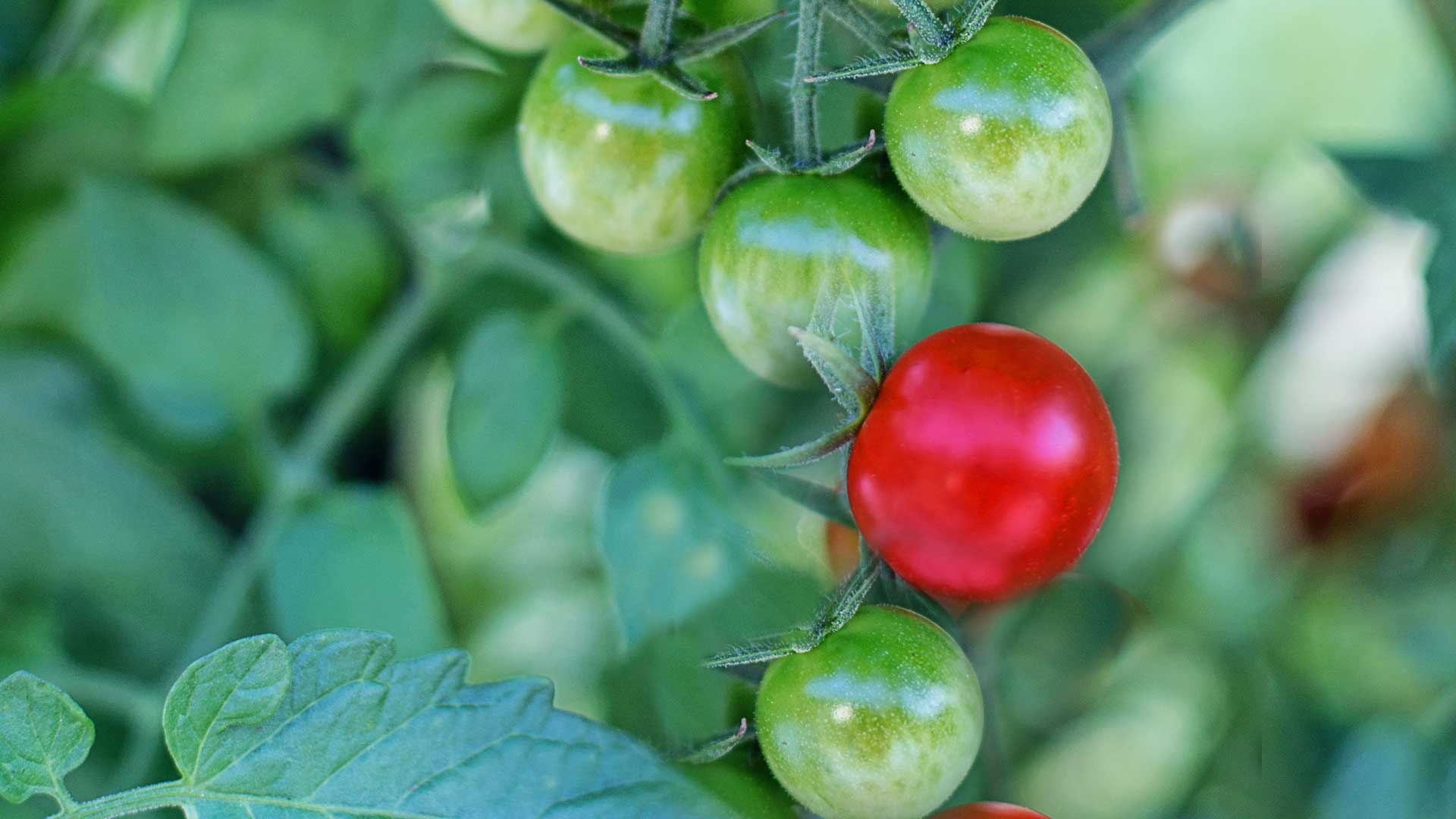Tomaten, Bild von JillWellington auf Pixabay