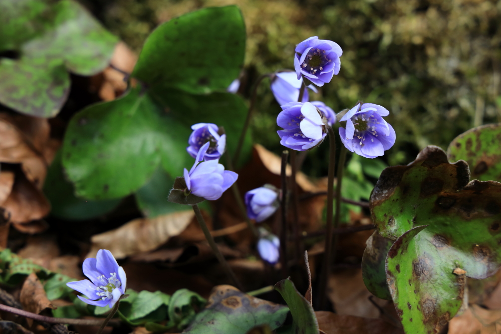 Leberblümchen (Hepatica nobilis)