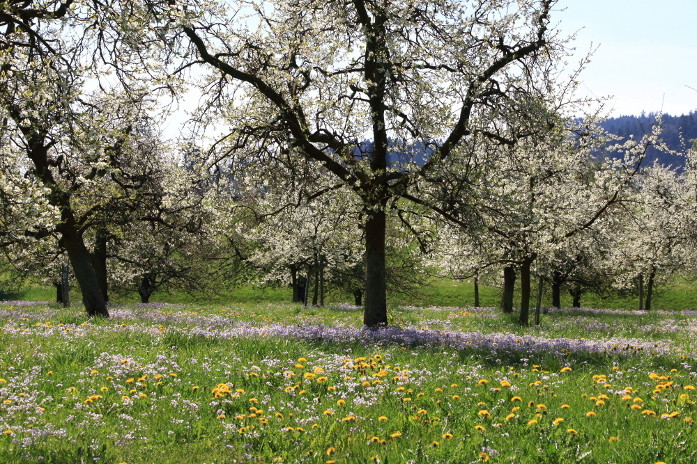 Frühling