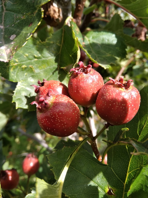 Obstgarten