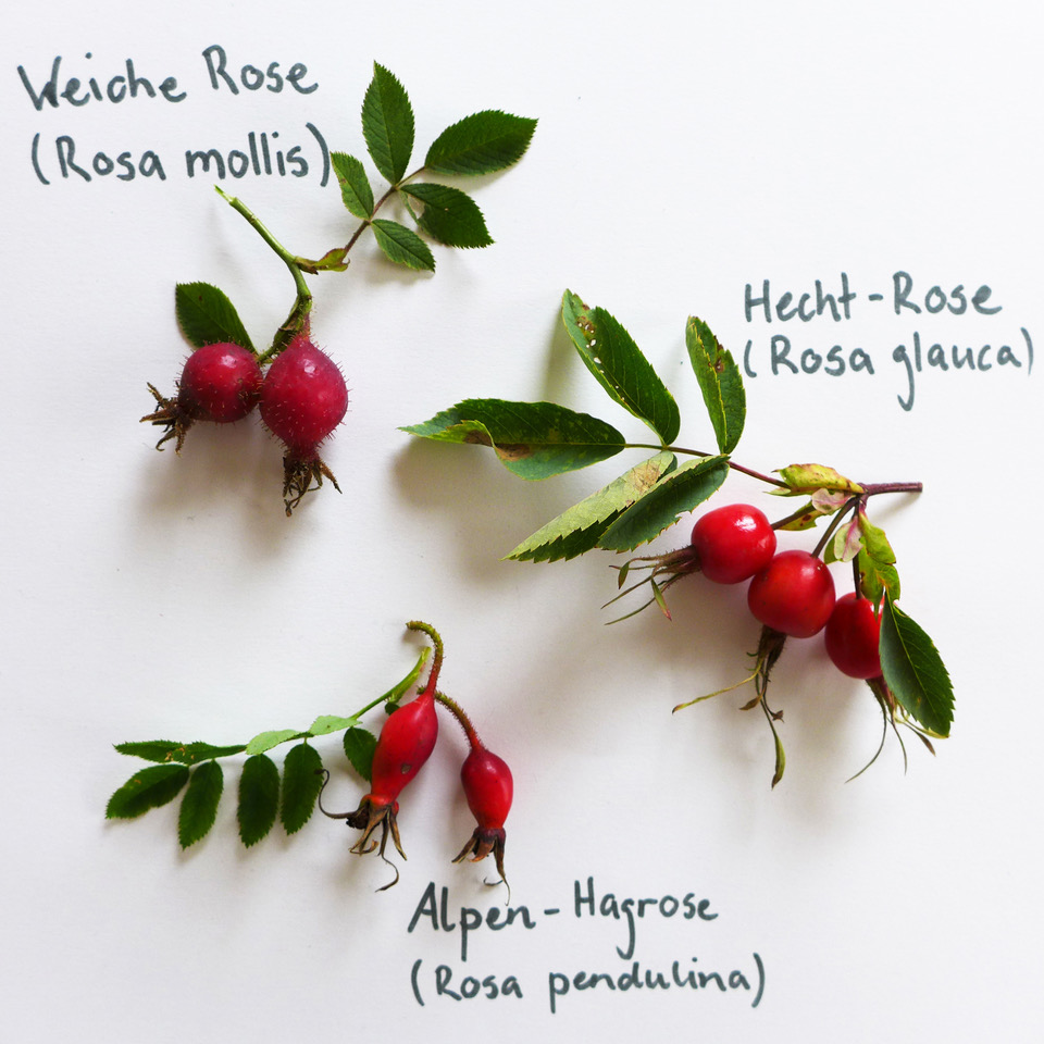 Rosen Herbst
