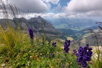 Bergblumen