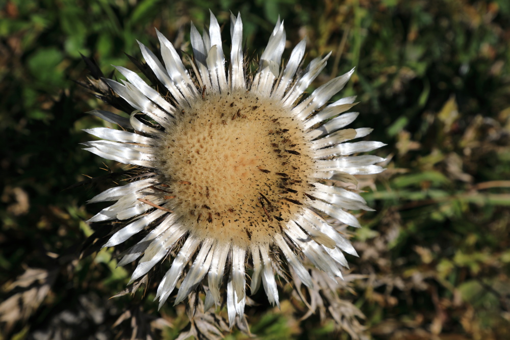 Distel