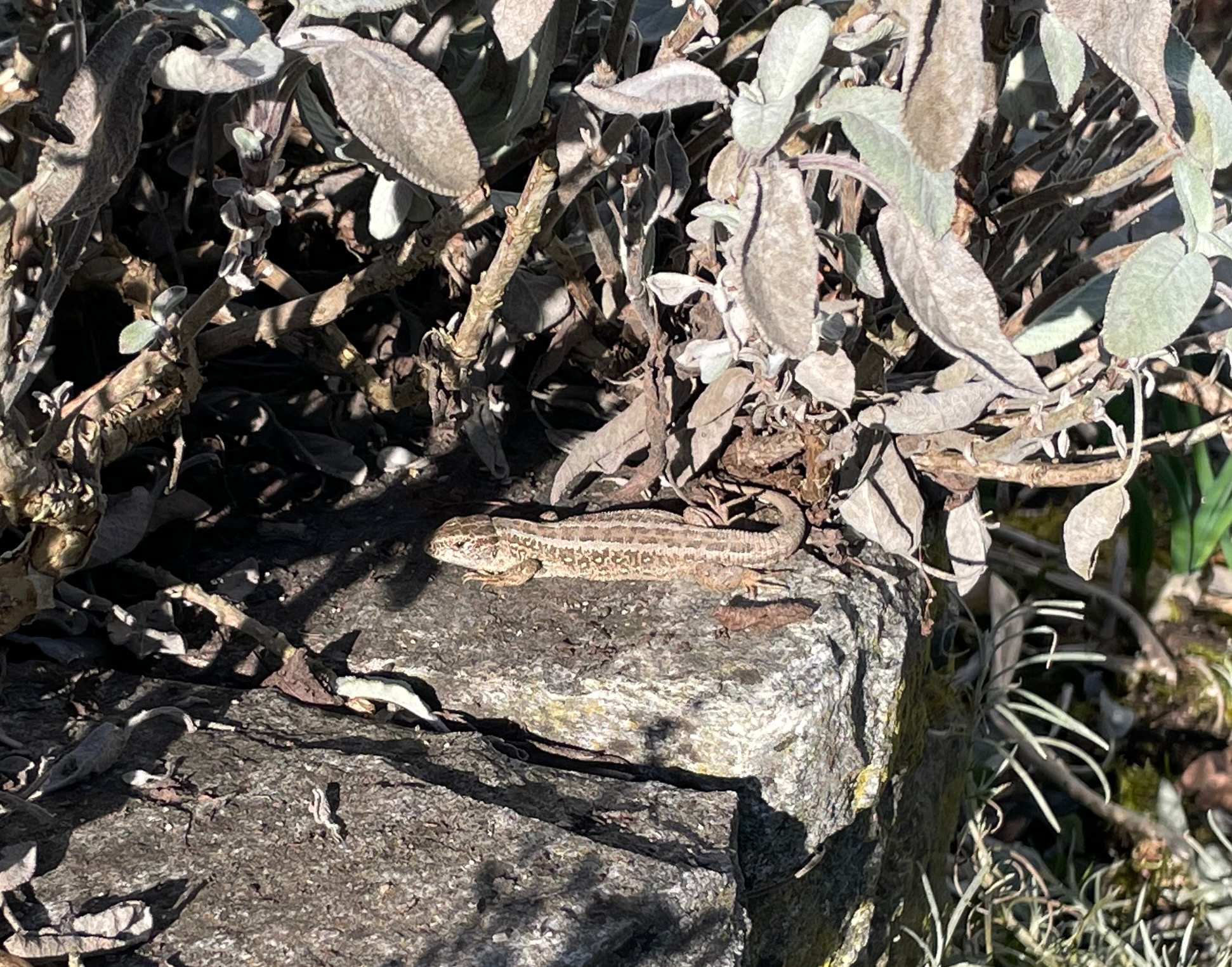 Eidechse im Frühling