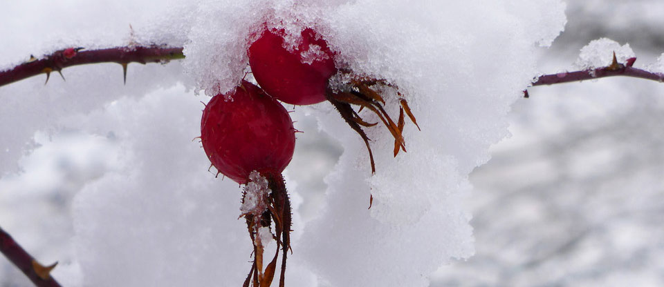 Hagenbutten im Winter
