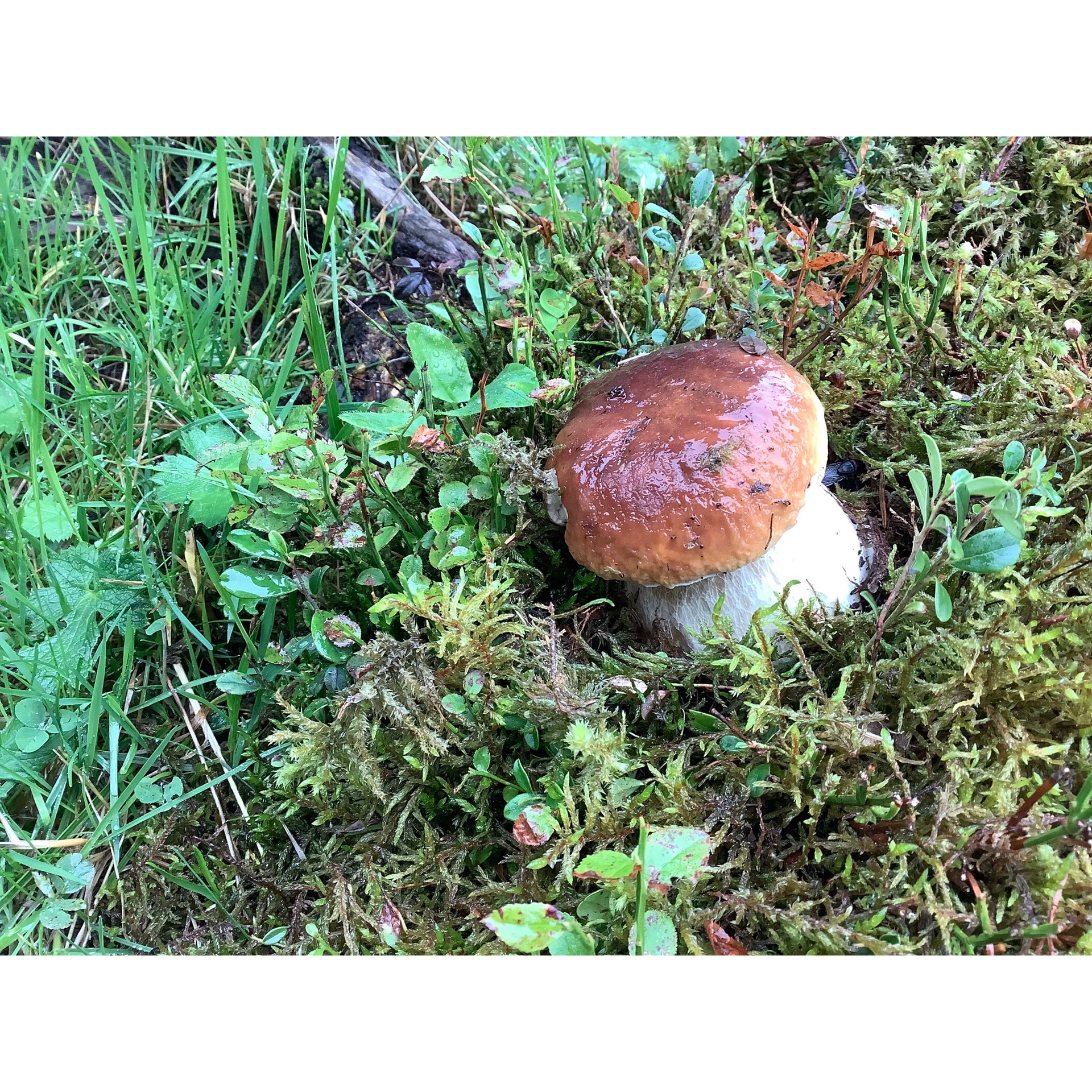 Pilz Herbst