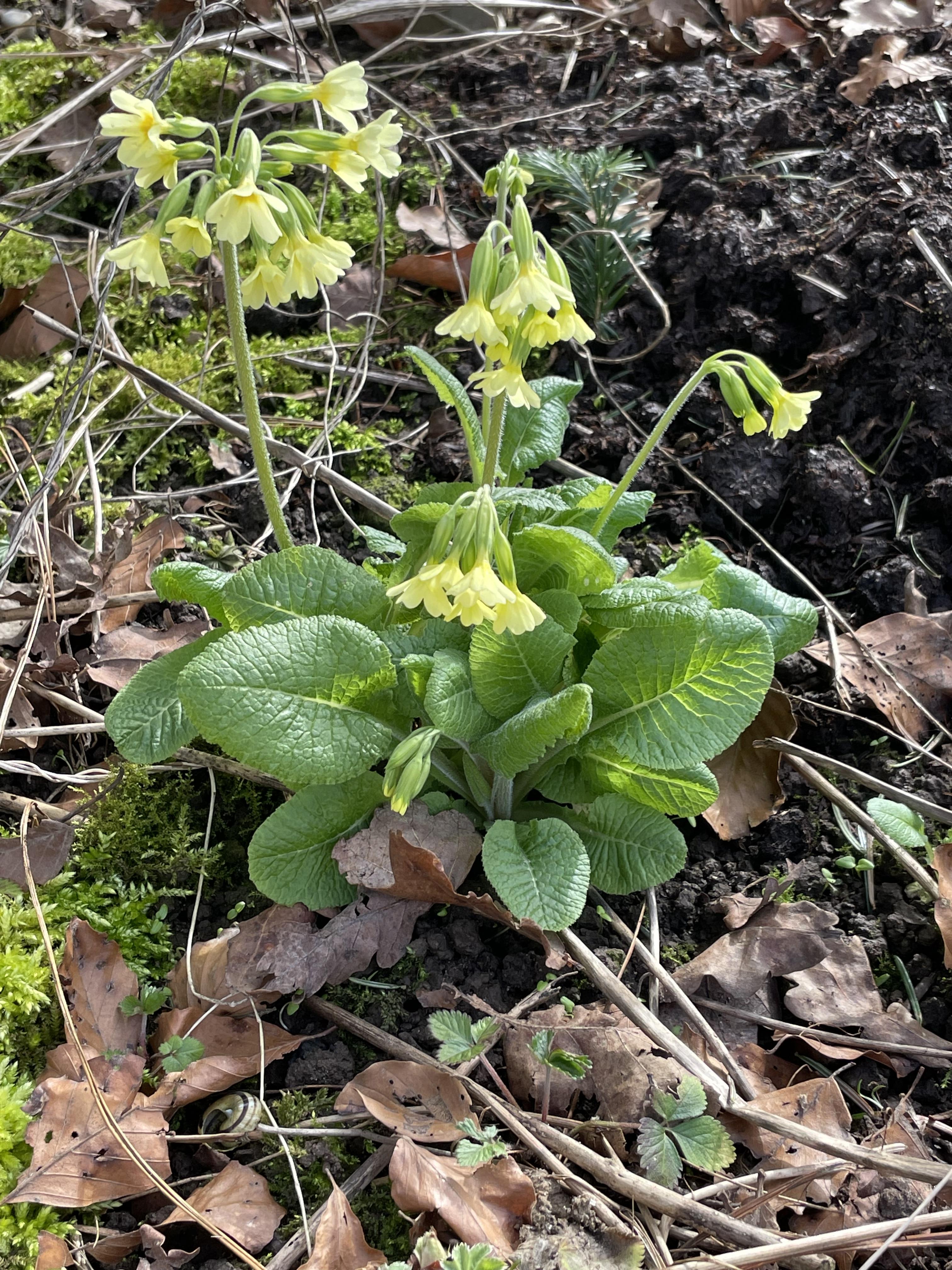 Schlüsselblume