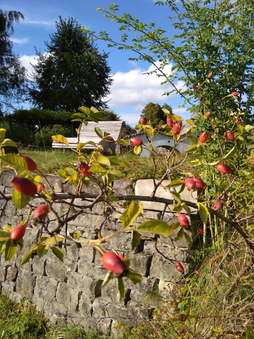 Obstgarten