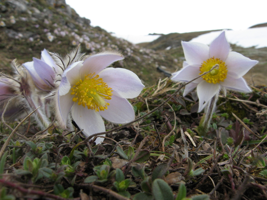Frühling