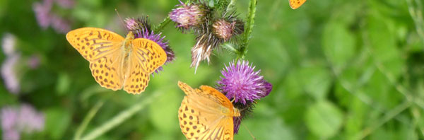 Schmetterling auf Blumen