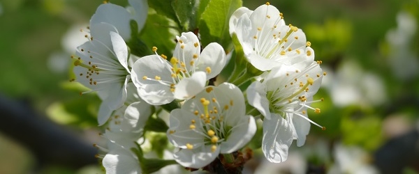 Blüten