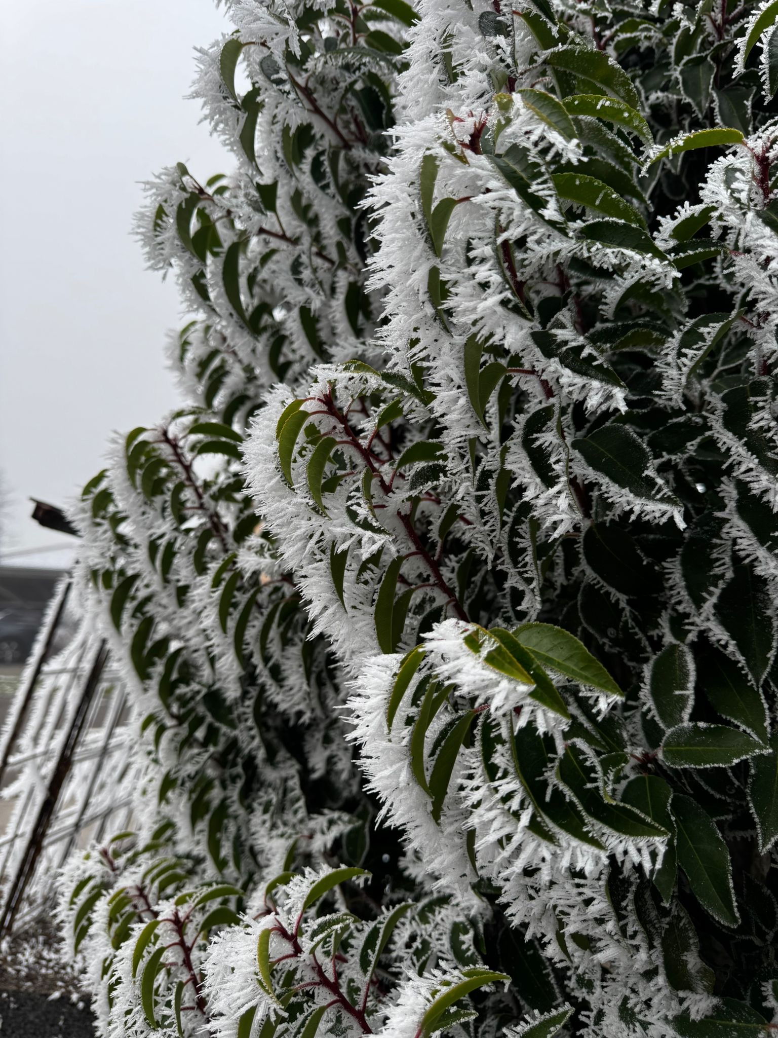 Frost