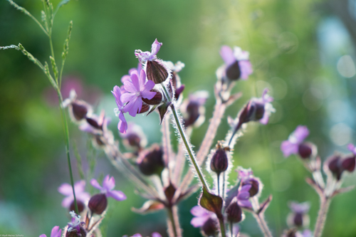 Silene
