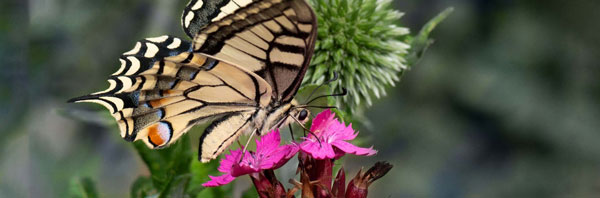 Schwalbenschwanz Schmetterling auf Blume