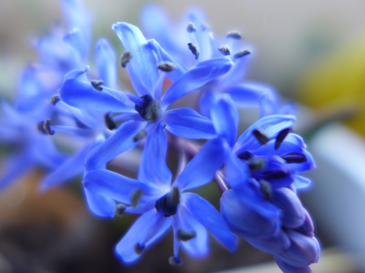 Blaustern