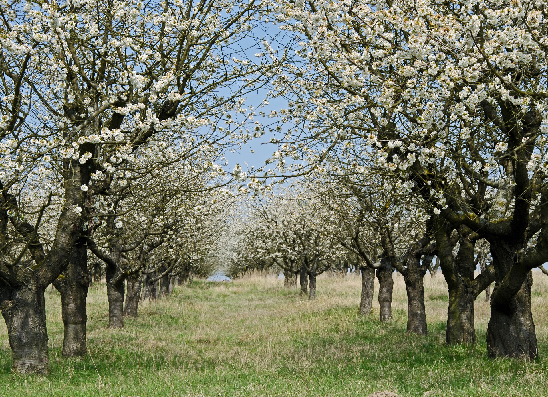 Kirschbaumblüte
