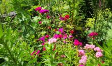 Wildstaudenbeet