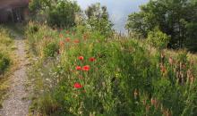 Naturstrasse