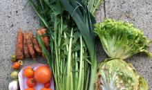 Ernteanteil November mit Catalogna und Daikon-Rettich