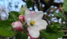 Apfelblüte Boskoop (K. Zeltner)