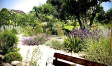 Nur die harten kommen in den Garten:Trockenliebende Stauden und Zwiebelpflanzen (Bild gARTen)