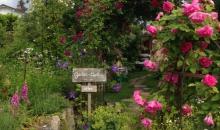 Garten Regula Knoblauch
