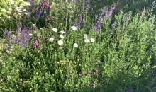 Jardin 1