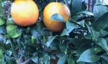 Arancio (Pierluigi Zanchi)