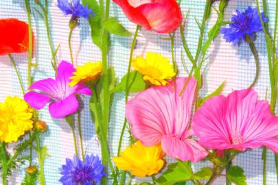 Blumenmischung (einjährig): Nectar plus 3m2