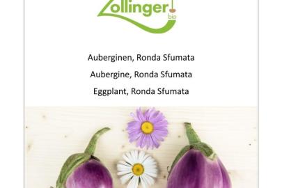 Auberginen_zo