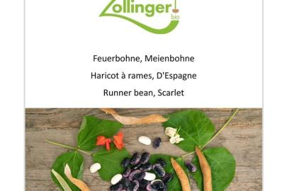 Feuerbohne_zo