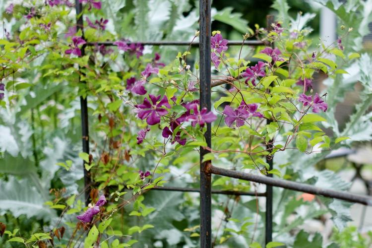 Waldrebe Clematis viticella