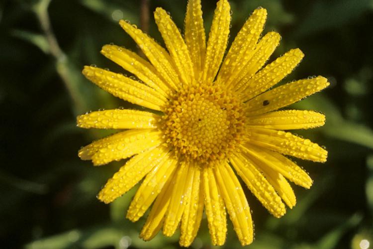 Rindsauge Buphthalmum salicifolium