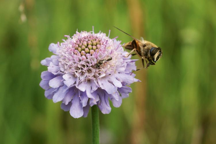 Tauben-Skabiose Scabiosa columbaria L.