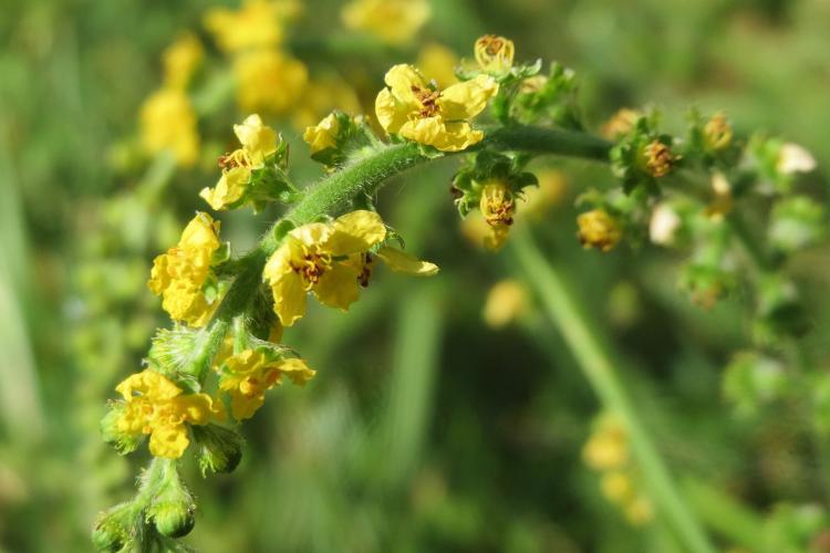 Gemeiner Odermennig (Agrimonia eupatoria): Sonnig bis halbschattig, trocken, gelbe Blüten von Juli bis September, 50 bis 80 cm hoch, wintergrün.