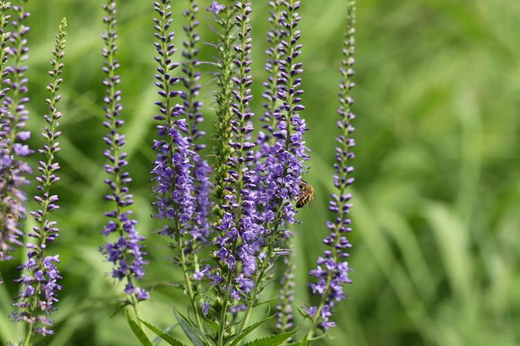 Ähriger Ehrenpreis (Veronica spicata): Sonnig, violettblaue Blüten von Juli bis September, 20 bis 40 cm hoch, wintergrün, Wildbienen- und Hummelpflanze.