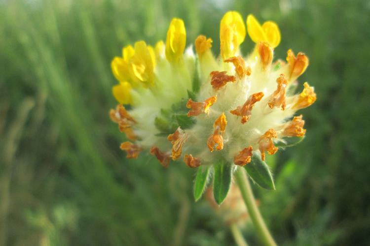 Gewöhnlicher Wundklee (Anthyllis vulneraria): Sonnig bis halbschattig, trocken, gelbe Blüten von Mai bis August, 10 bis 50 cm hoch, Rückschnitt nach Blüte, breitet sich aus.