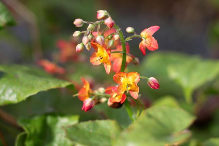 Elfenblume, Epidemium Warleyense. (Bild: pixabay.com/Sonja Kalee)