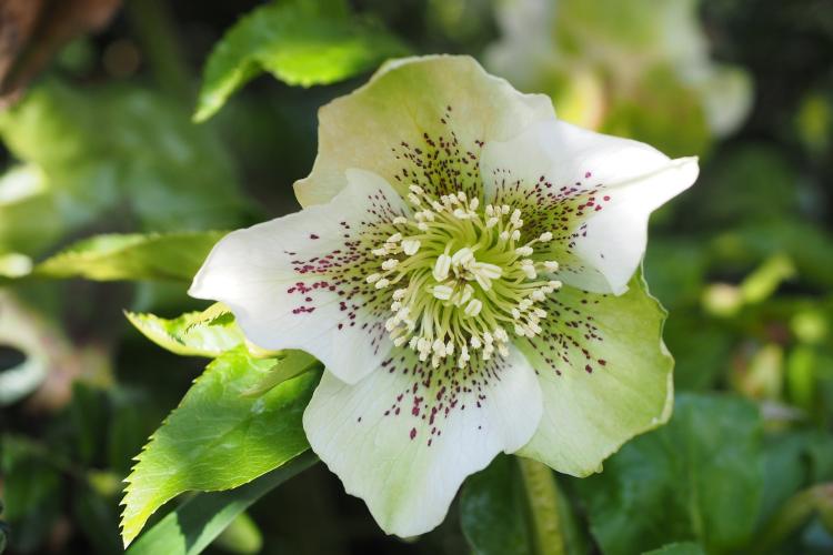 Lenzrose, Helleborus orientalis. (Bild: pixabay.com/Hans Braxmeier)