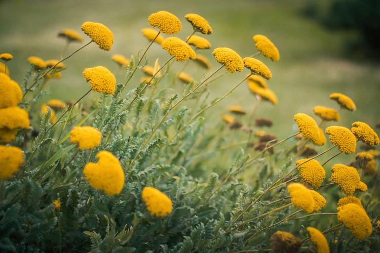 Schafgarbe, Achillea. (Bild: pixabay.com/Kate Zaichuk)