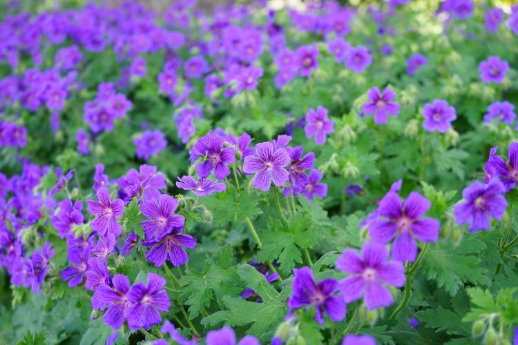 Storchschnabel, Geranium. (Bild: pixabay.com/Hans Braxmeier)