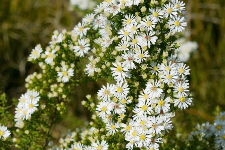 Myrten-Aster