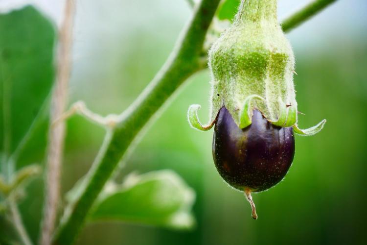Aubergine Pflanze, Bild von Werner Redlich auf Pixabay