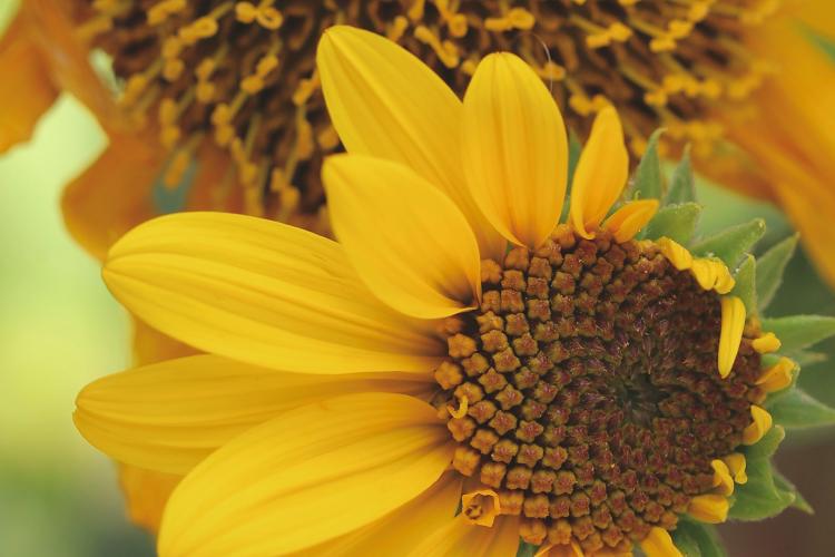 Sonnenblume, Bild von Dani Müller